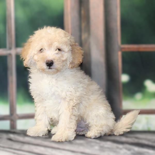 Goldendoodle Mini 2 Gen (Poodle/Mini Goldendoodle) - 2574