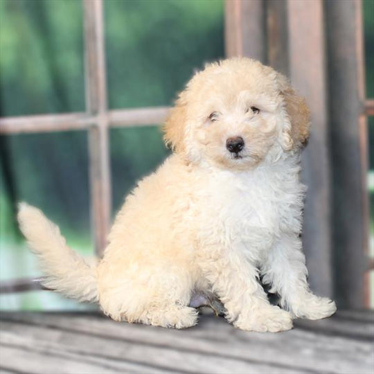 Goldendoodle Mini 2 Gen (Poodle/Mini Goldendoodle) - 2574