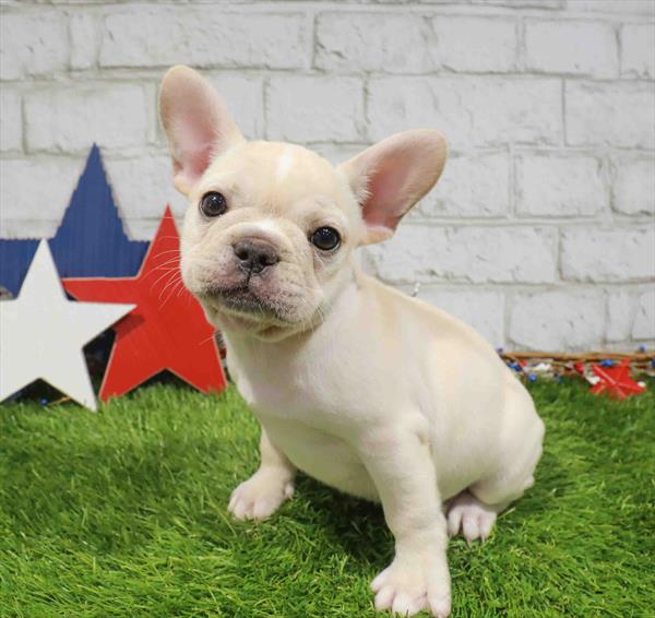 French Bulldog - 2579