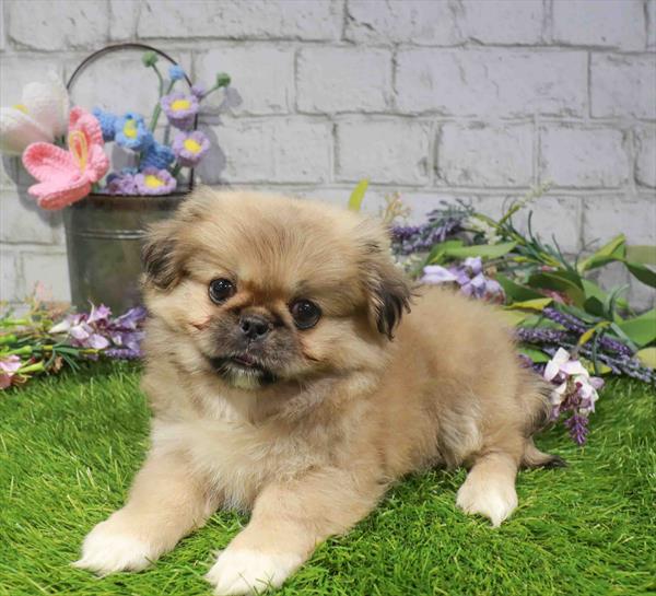 Pekingese - 2589