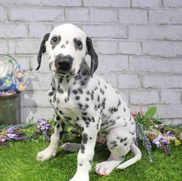 Dalmatian - 2600