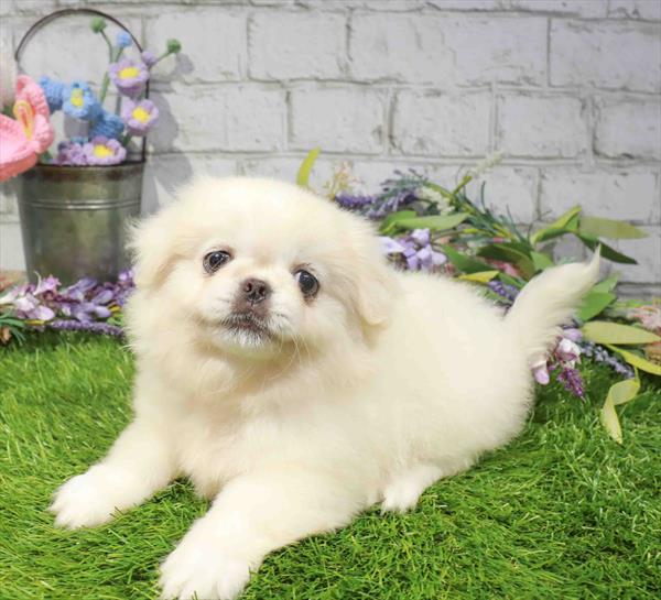 Pekingese - 2601