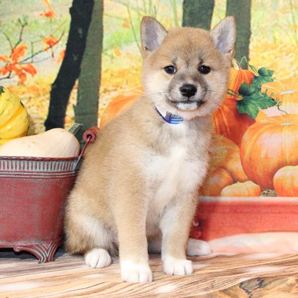 Shiba Inu - 2670