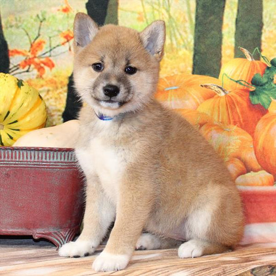 Shiba Inu - 2670