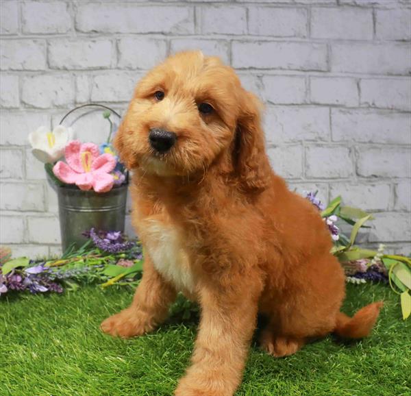 Goldendoodle Mini (Mini Poodle/Golden Retriever) - 2703