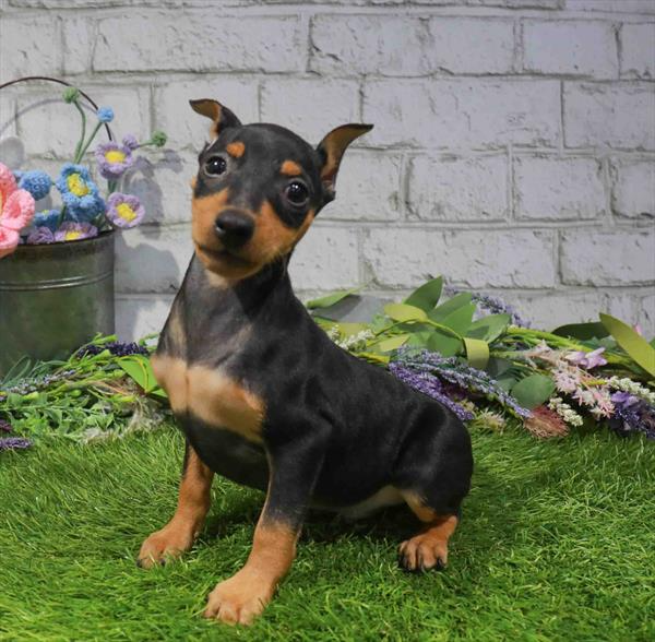 Miniature Pinscher - 2708