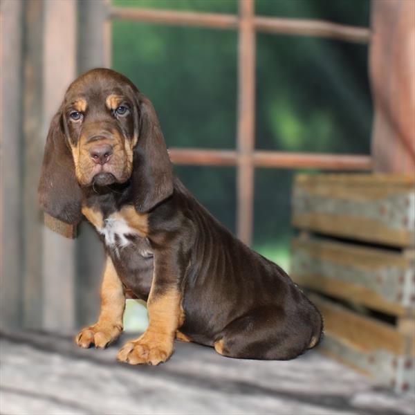 Bloodhound - 2741