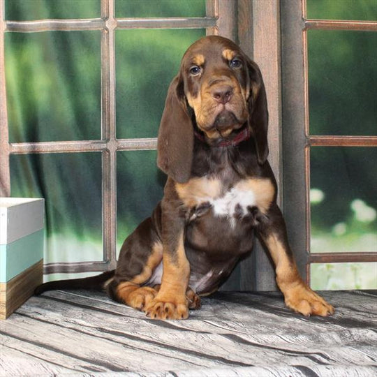 Bloodhound - 2741