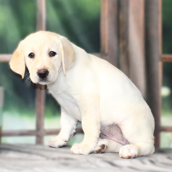 Labrador Retriever - 2773