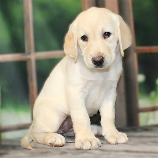 Labrador Retriever - 2773