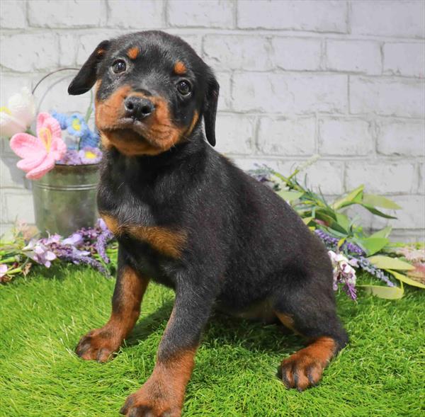 Rottweiler - 2776
