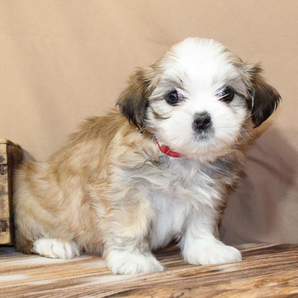 Lhasa Apso - 2814