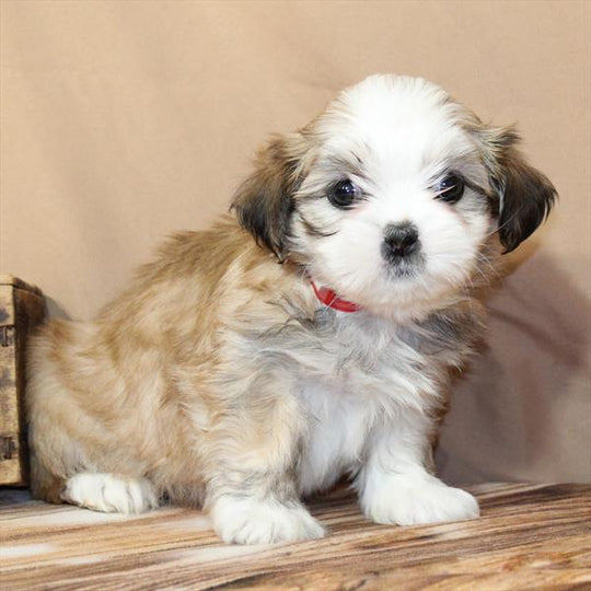Lhasa Apso - 2814