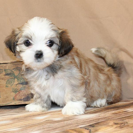 Lhasa Apso - 2814