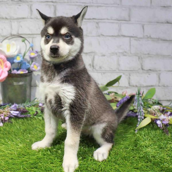 Klee Kai - 2844