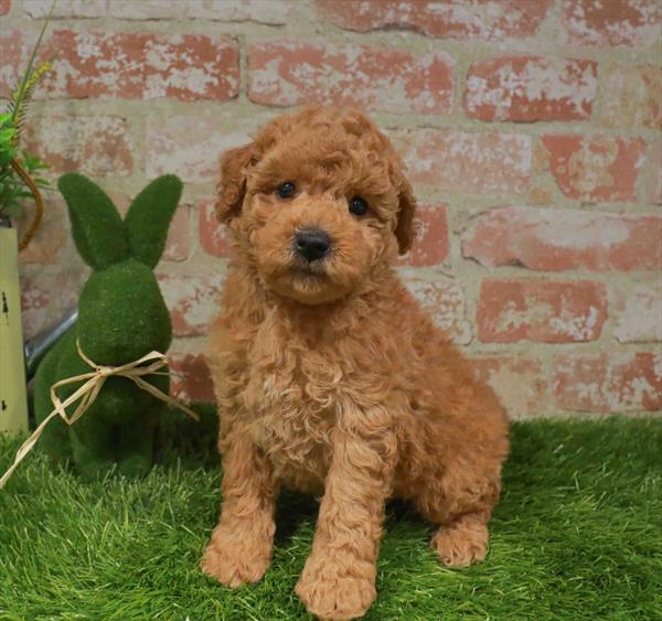 Goldendoodle Mini 2 Gen (Mini Goldendoodle/Poodle) - 2863