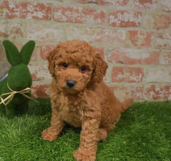 Goldendoodle Mini 2 Gen (Mini Goldendoodle/Poodle) - 2868