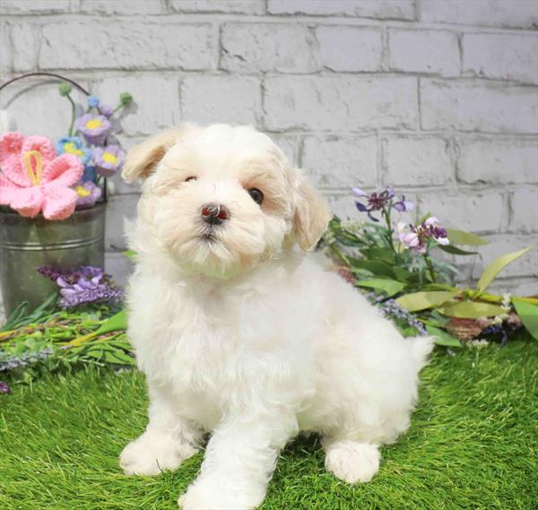 Maltipoo (Maltese/Poodle) - 2896