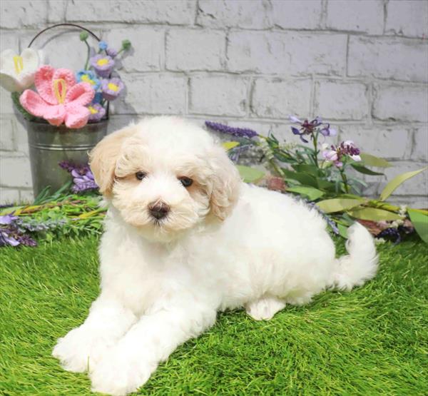 Maltipoo (Maltese/Poodle) - 2897