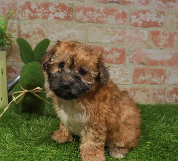 Yochon (Yorkie/Bichon Frise) - 2925