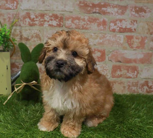 Yochon (Yorkie/Bichon Frise) - 2940