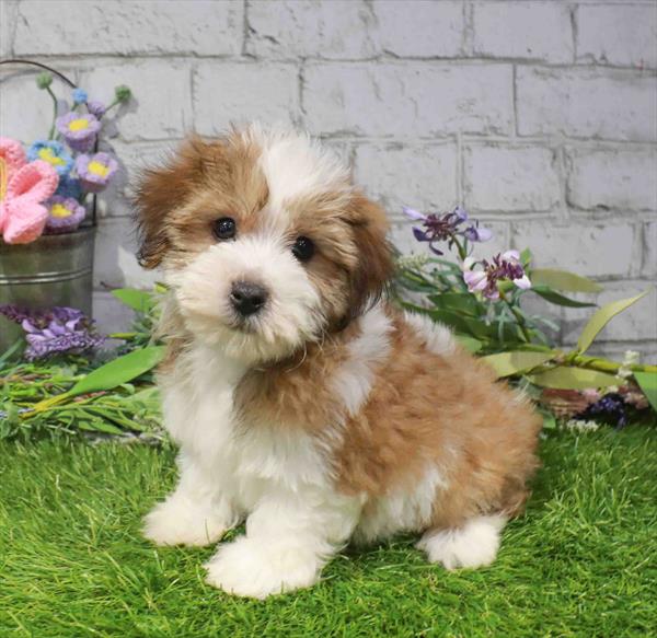 Yochon (Yorkie/Bichon Frise) - 2961