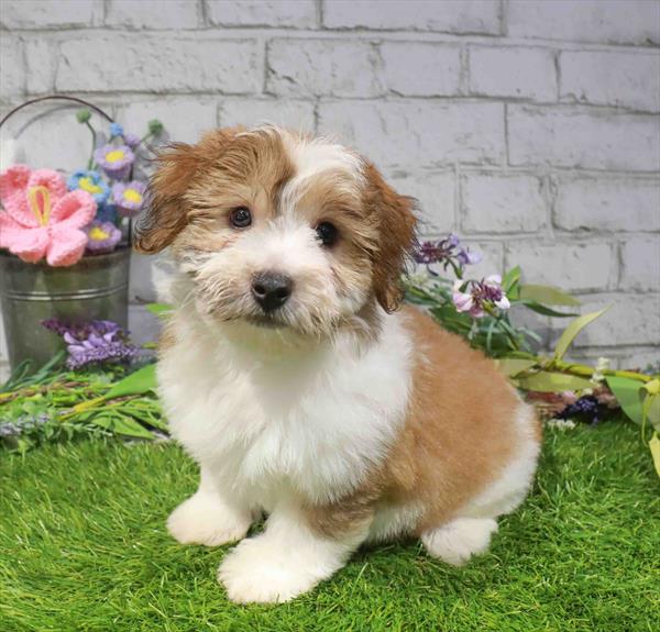 Yochon (Yorkie/Bichon Frise) - 2964