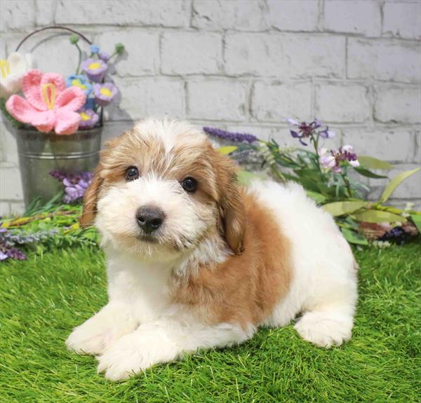 Yochon (Yorkie/Bichon Frise) - 2968