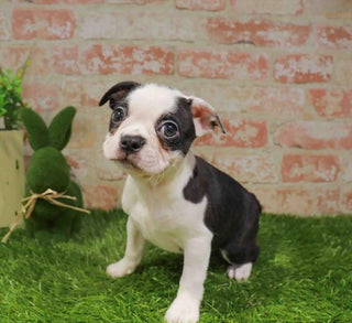 Boston Terrier - 2987