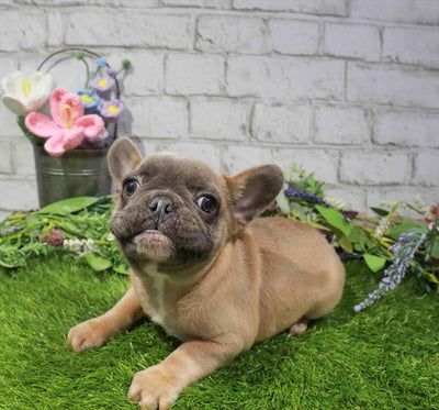 French Bulldog - 2988