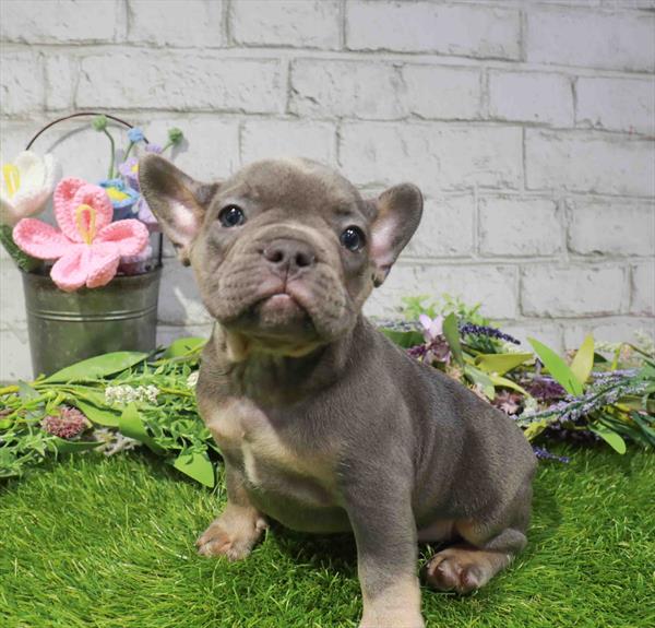 French Bulldog - 2993