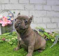 French Bulldog - 2995