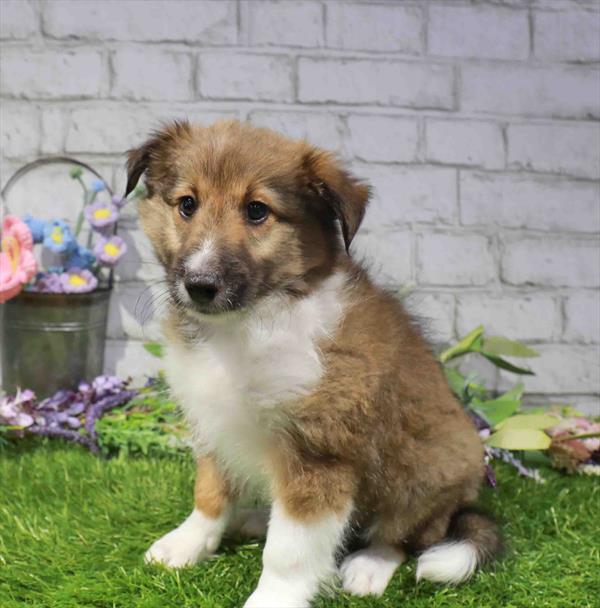 Shetland Sheepdog - 2249