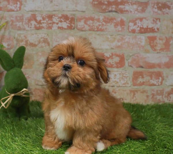 Shih Tzu - 3042