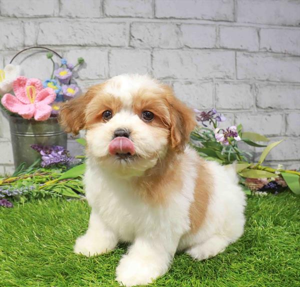 Teddy Bear (Shih Tzu/Bichon Frise) - 3054