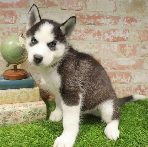 Siberian Husky - 3091