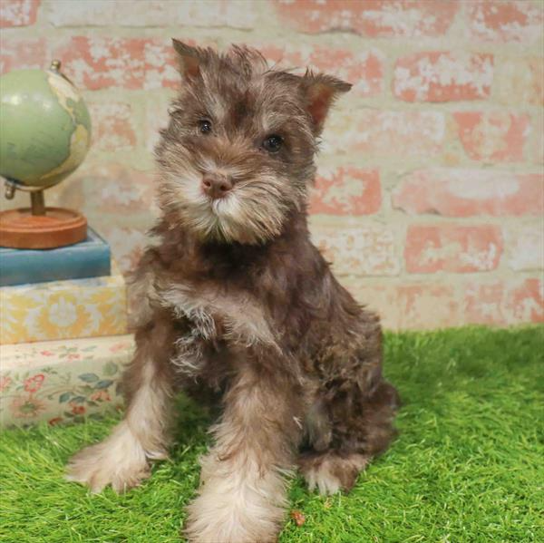Miniature Schnauzer - 3231