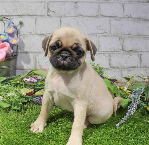 Pug - 3241
