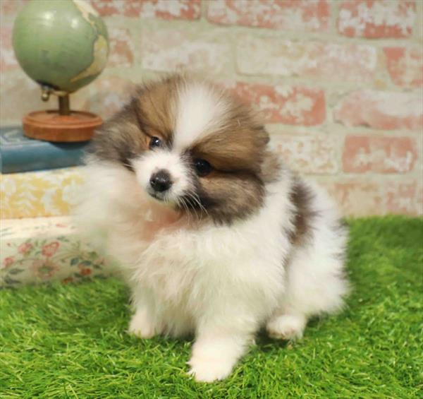 Pomeranian - 3250