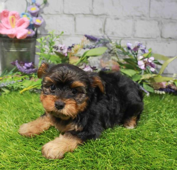 Yorkshire Terrier - 3269