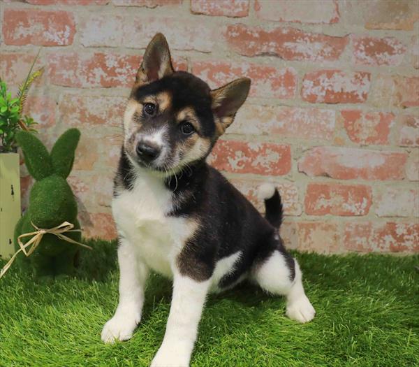 Shiba Inu - 3294