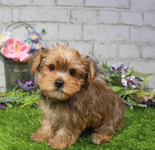 Yorkshire Terrier - 3307