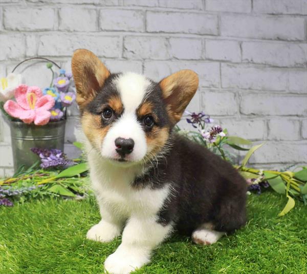 Pembroke Welsh Corgi - 3310