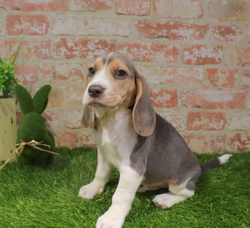 Beagle - 3322