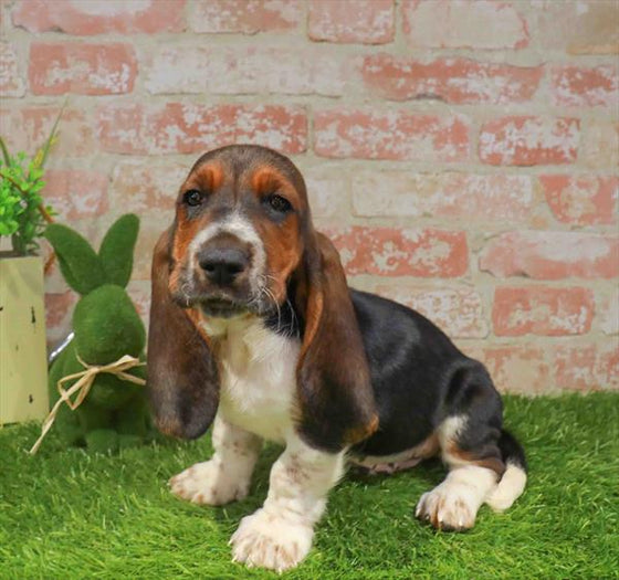 Basset Hound - 3327