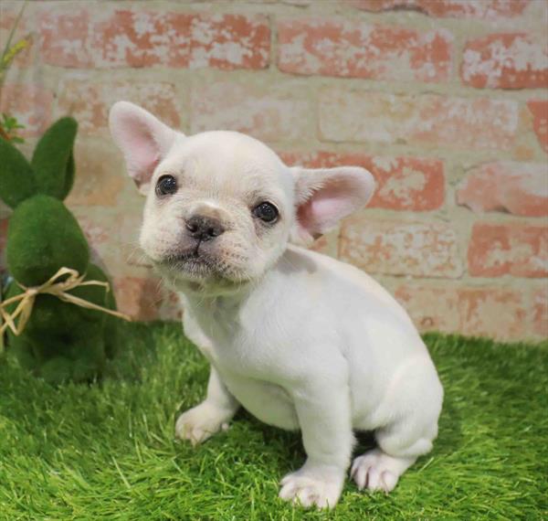 French Bulldog - 3363