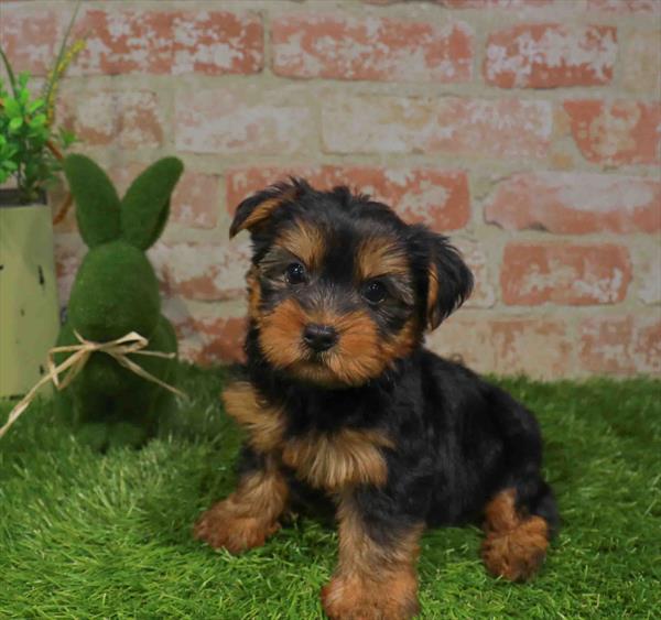 Yorkshire Terrier - 3381