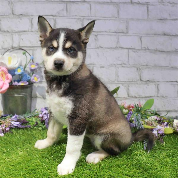 Klee Kai - 3405