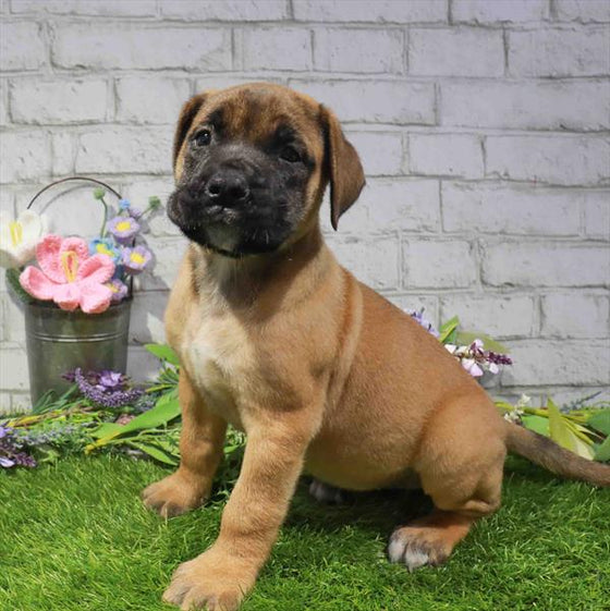 Bullmastiff - 3410