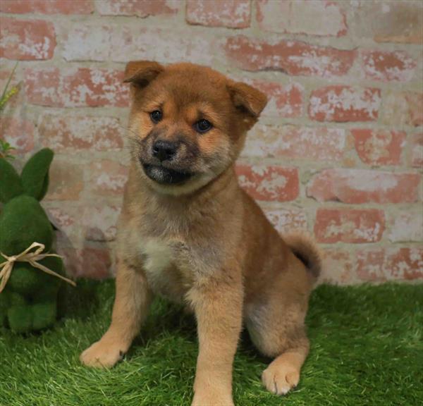 Shiba Inu - 3433